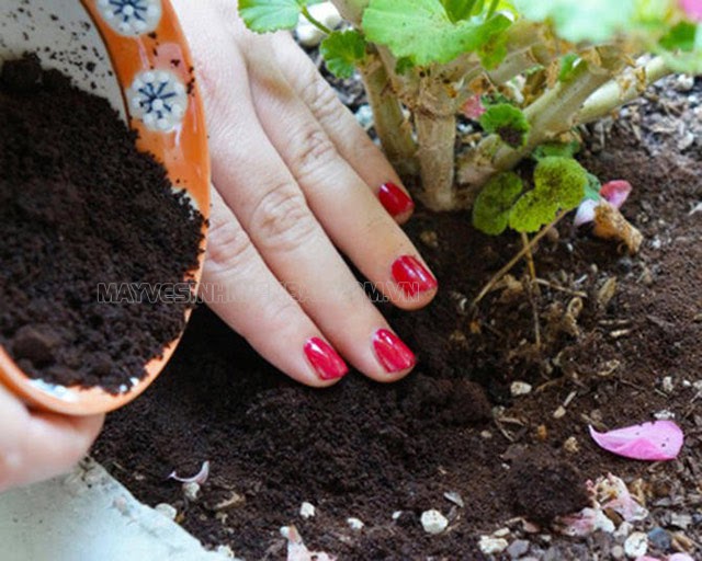 cách diệt kiến lửa trong vườn rau