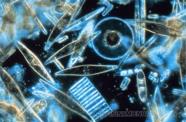 có hàng tỷ vi khuẩn trong Đại dương