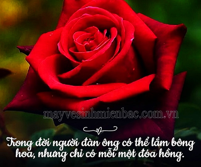 Nàng thơ phong cách với BST đầm hoa màu đỏ mận - ALONGWALKER